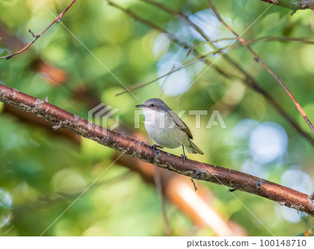 Common chiffchaff, lat. phylloscopus collybita, sitting on branch of bush in spring and looking for food 100148710