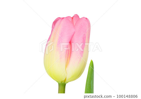 [Tulip] (depth stacking) 100148806