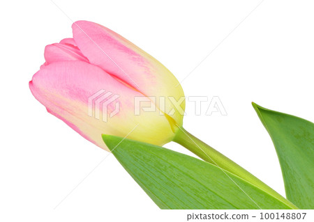 [Tulip] (depth stacking) 100148807