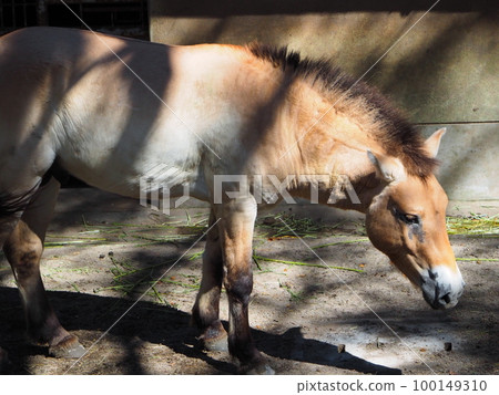 Prune horse with beautiful fur 100149310