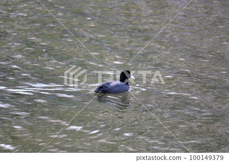 一隻白鳥在午後的陽光下緩緩游動，初春的景色 100149379