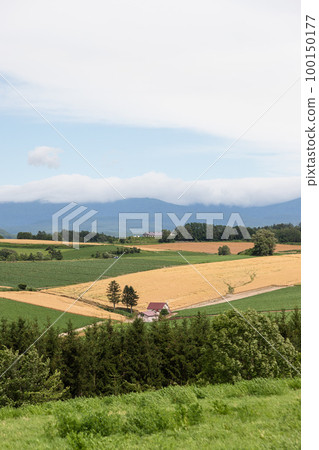 北海道美瑛的北海道風光 100150177