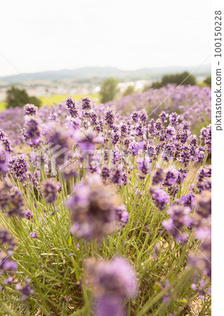 Scenery of lavender fields in Hokkaido 100150228