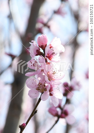 桃花 桃花 100150721