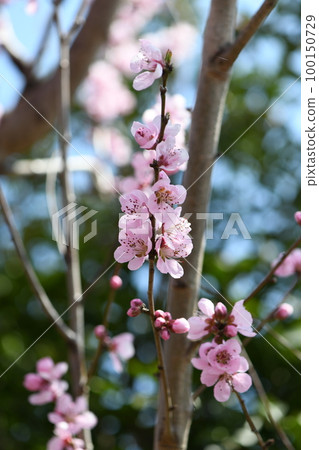  Peach blossoms 100150729