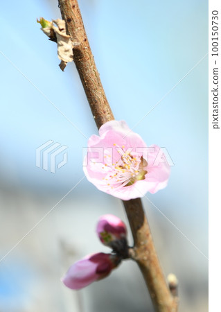  Peach blossoms 100150730