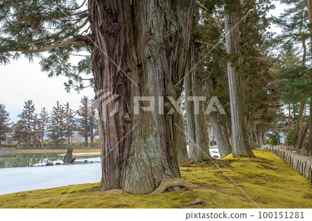 毛越寺淨土庭園，眺望岩手縣古杉和大泉池 100151281