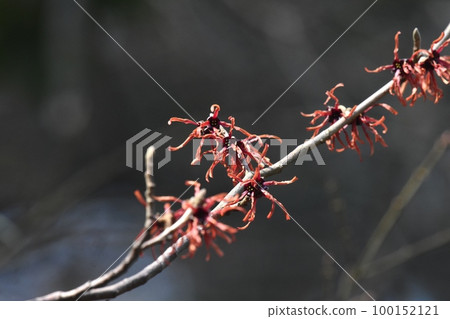 red flower witch hazel 100152121
