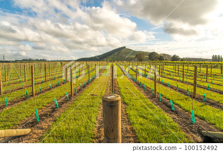 The grapes vineyard planting in Hawke's Bay region of New Zealand. Hawke's Bay wine region is New Zealand's oldest and second-largest wine-production region 100152492