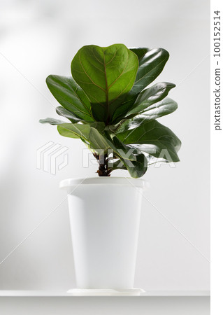 Fiddle fig. 100152514