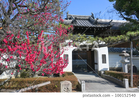 Hojuji Temple, Higashiyama Ward, Kyoto City in March Red plum blossoms in front of Ryugumon 100152540