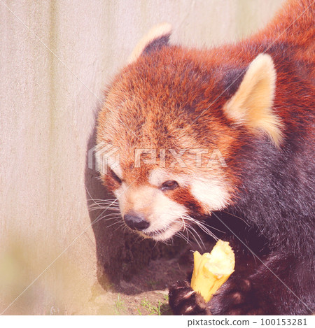 Red panda eating banana 100153281