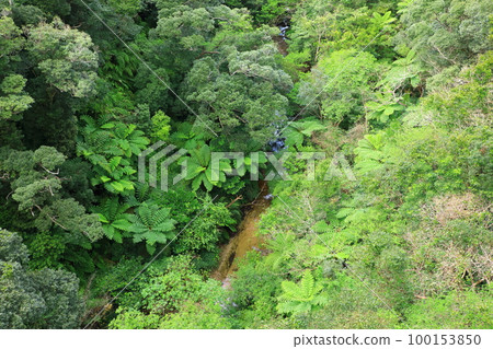 Yanbaru forest seen from Nagao Bridge 100153850