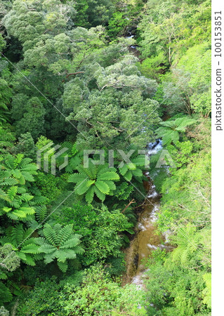 Yanbaru forest seen from Nagao Bridge Yanbaru forest seen from Nagao Bridge 100153851