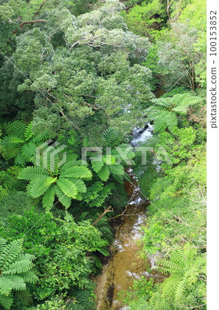 Yanbaru forest seen from Nagao Bridge 100153852