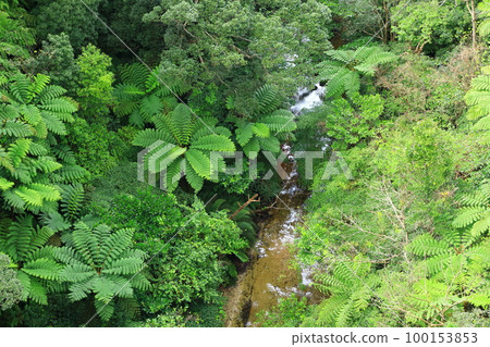 Yanbaru forest seen from Nagao Bridge 100153853