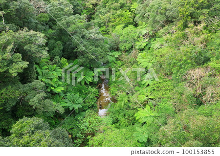 Yanbaru forest seen from Nagao Bridge 100153855