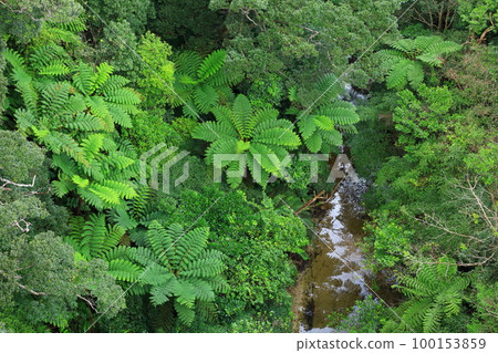 Yanbaru forest seen from Nagao Bridge 100153859