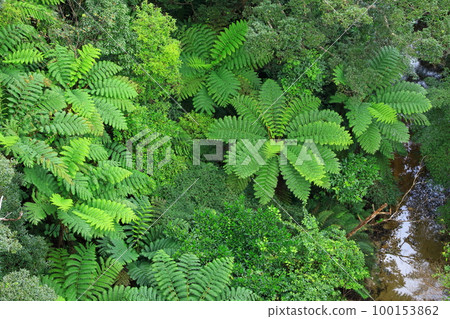 Yanbaru forest seen from Nagao Bridge 100153862
