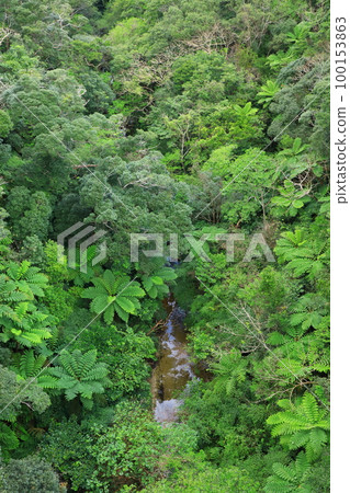 Yanbaru forest seen from Nagao Bridge 100153863
