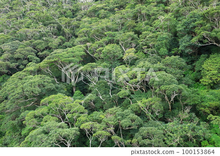 Yanbaru forest seen from Nagao Bridge Yanbaru forest seen from Nagao Bridge 100153864