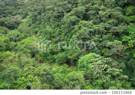 Yanbaru forest seen from Nagao Bridge 100153868