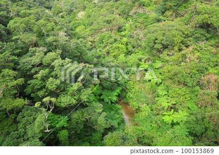 從長尾橋看到的山原森林 100153869