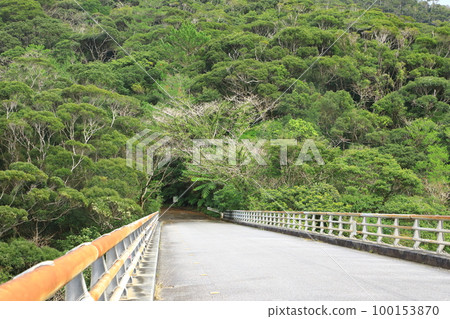 Yanbaru forest seen from Nagao Bridge 100153870