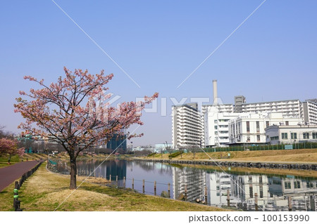 Kawazu cherry blossoms and promenade along the old Nakagawa River in Sumida Ward Kawazu cherry blossoms and promenade along the old Nakagawa River in Sumida Ward 100153990
