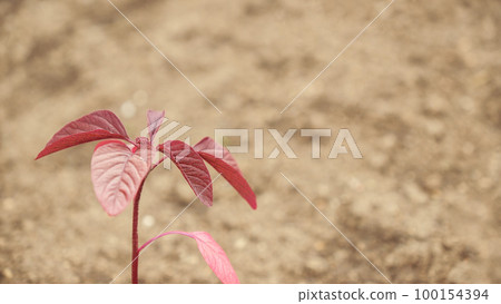 Fresh green sprouts of vegetables in spring on the field, soft focus. Growing young green seedling sprouts in cultivated agricultural farm field. Agricultural scene with red sprouts in soil. 100154394