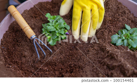 Human hands in yellow gloves taking care planting seedling with small garden rake in the soil. New sprout on sunny day in the garden in summer 100154401