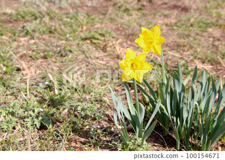 Yellow Daffodil Yellow Daffodil 100154671