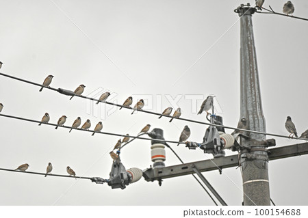 一隻麻雀和一隻八哥棲息在電線上 100154688