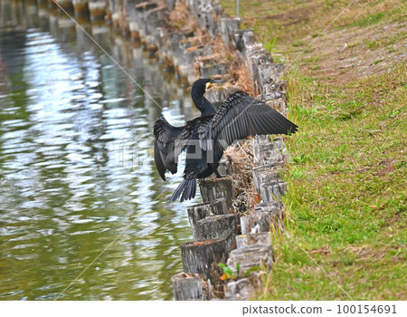 Cormorant spreading wings 100154691