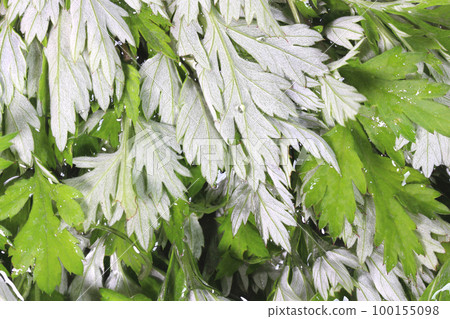 Mugwort leaves soaked in water 100155098