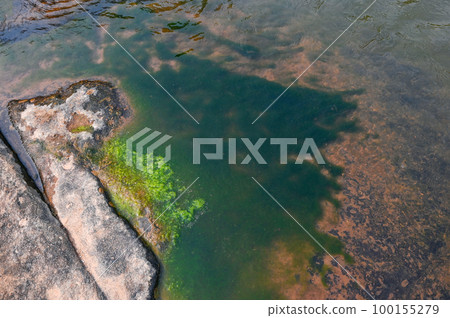 Spirogyra freshwater algae - seaweed freshwater in the river stream can live in clean water, green aquatic weed - common names include water silk, mermaid's tresses, and blanket weed 100155279