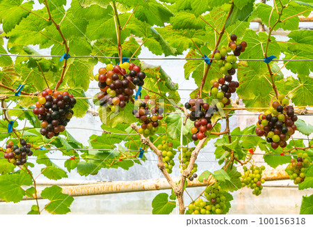 View of colorful growing grapes hanging on branches of vine in a greenhouse. 100156318