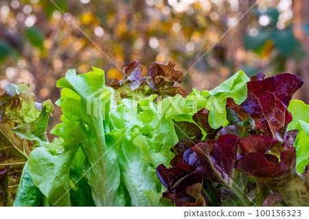 Side view closeup pile of fresh raw green oak lettuce. 100156323