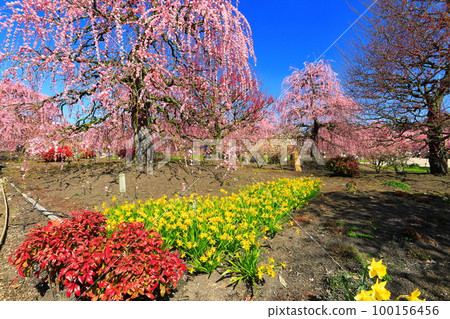 【三重縣】梅花盛開的鈴鹿之森庭園 【三重縣】梅花盛開的鈴鹿之森庭園 100156456