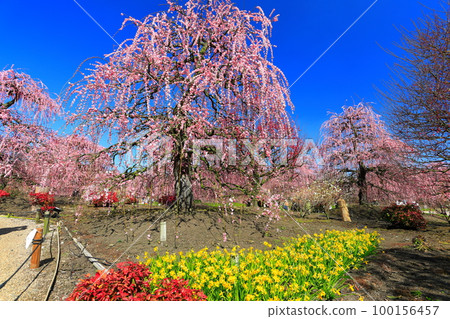 【三重縣】梅花盛開的鈴鹿之森庭園 【三重縣】梅花盛開的鈴鹿之森庭園 100156457