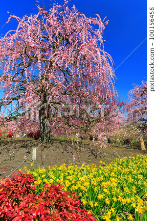 [Mie Prefecture] Suzuka Forest Garden with plum blossoms in full bloom 100156458