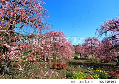 【三重縣】梅花盛開的鈴鹿之森庭園 【三重縣】梅花盛開的鈴鹿之森庭園 100156463