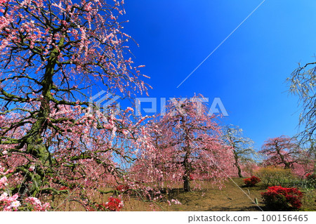 [Mie Prefecture] Suzuka Forest Garden with plum blossoms in full bloom 100156465