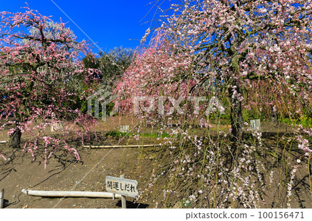 【三重縣】梅花盛開的鈴鹿之森庭園 100156471