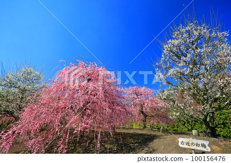 【三重縣】梅花盛開的鈴鹿之森庭園 【三重縣】梅花盛開的鈴鹿之森庭園 100156476