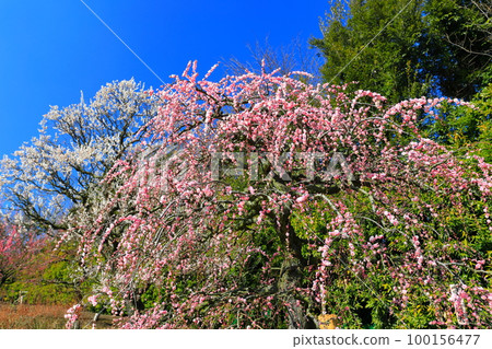 【三重縣】梅花盛開的鈴鹿之森庭園 100156477