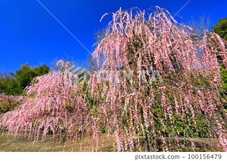 【三重縣】梅花盛開的鈴鹿之森庭園 【三重縣】梅花盛開的鈴鹿之森庭園 100156479