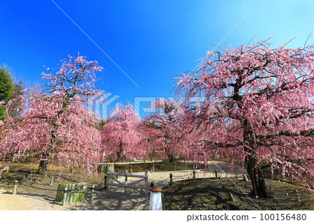 【三重縣】梅花盛開的鈴鹿之森庭園 【三重縣】梅花盛開的鈴鹿之森庭園 100156480
