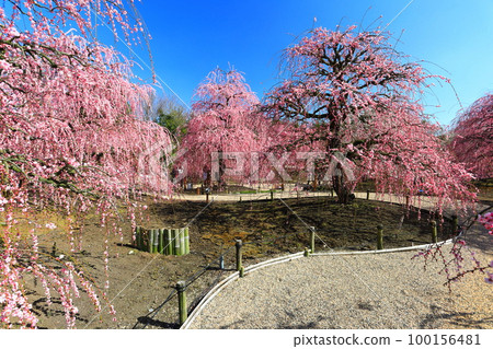 【三重縣】梅花盛開的鈴鹿之森庭園 【三重縣】梅花盛開的鈴鹿之森庭園 100156481