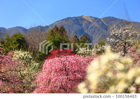 【三重縣】鈴鹿森林公園和梅花盛開的鈴鹿山 【三重縣】鈴鹿森林公園和梅花盛開的鈴鹿山 100156483